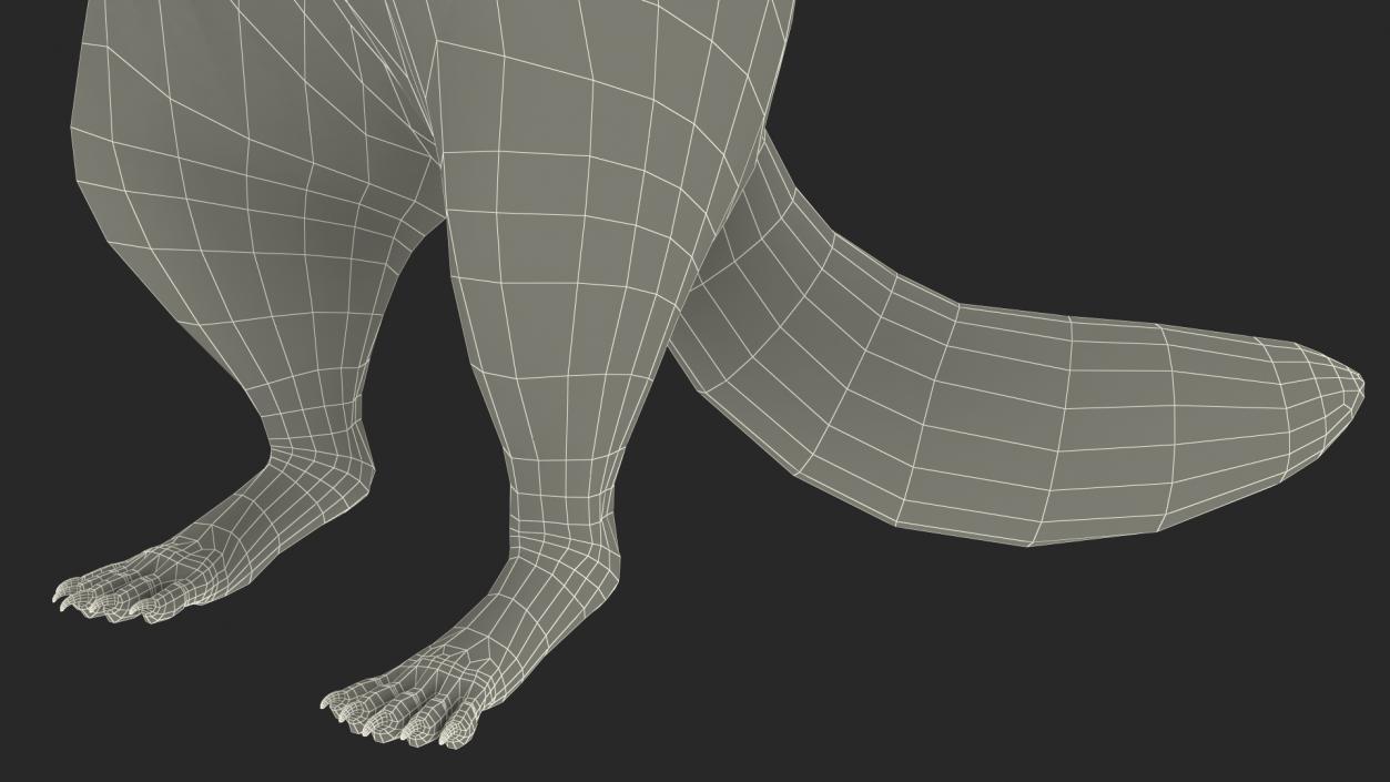 3D Raccoon Standing Pose