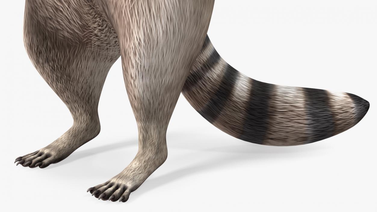 3D Raccoon Standing Pose