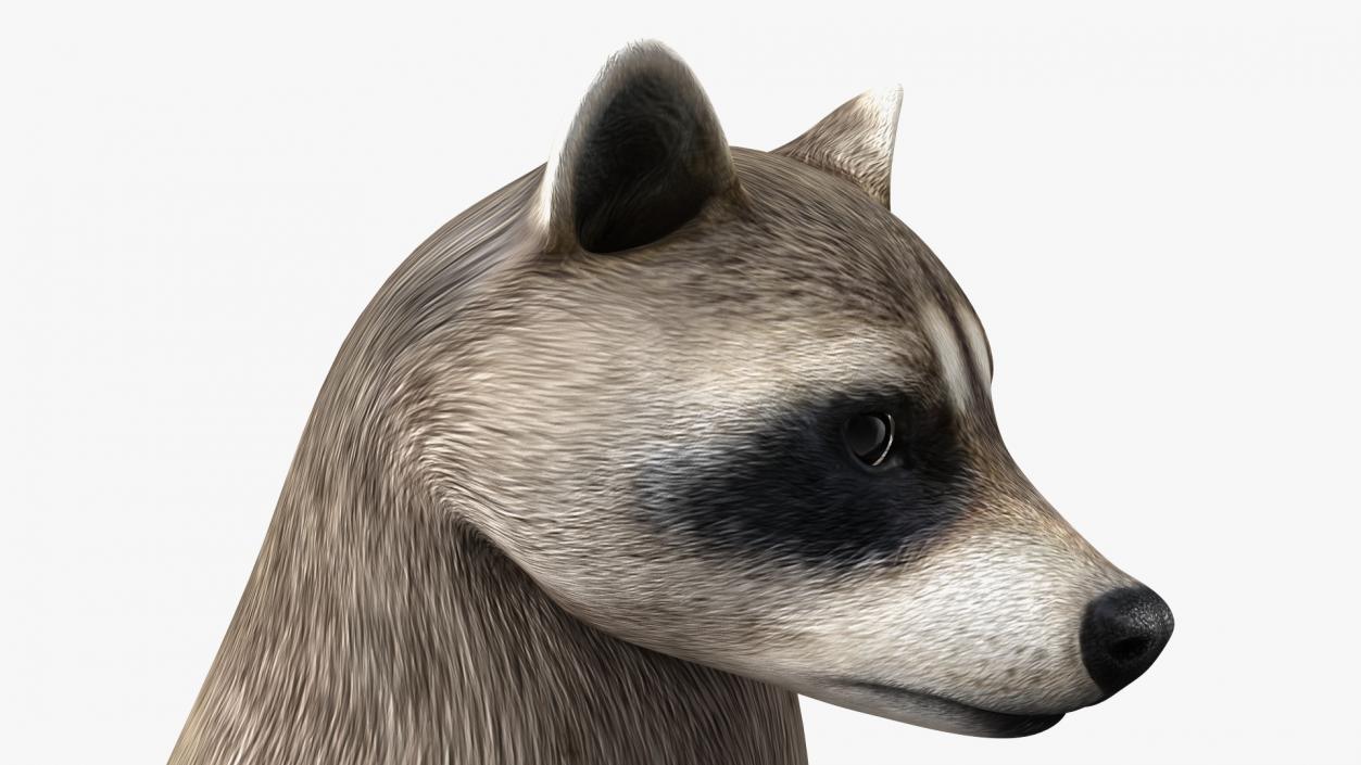 3D Raccoon Standing Pose