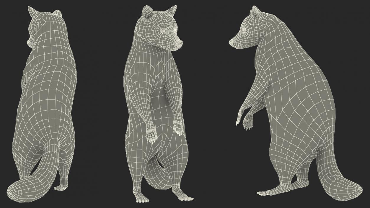 3D Raccoon Standing Pose