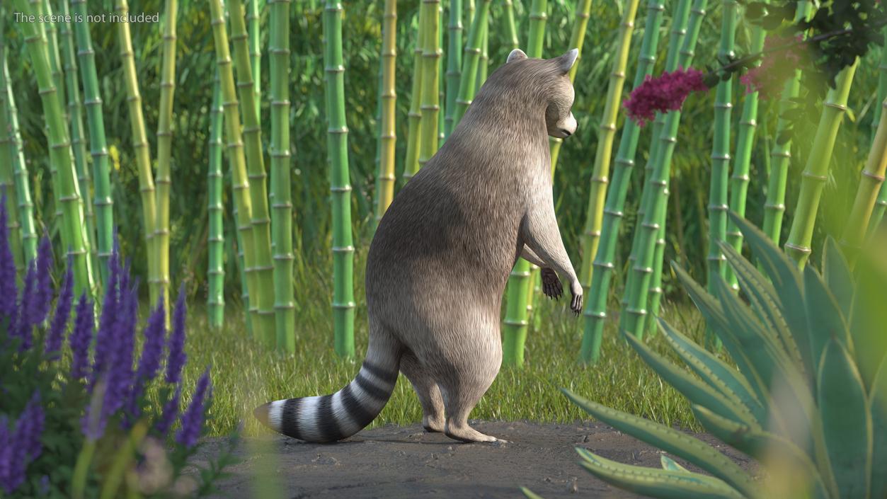 3D Raccoon Standing Pose