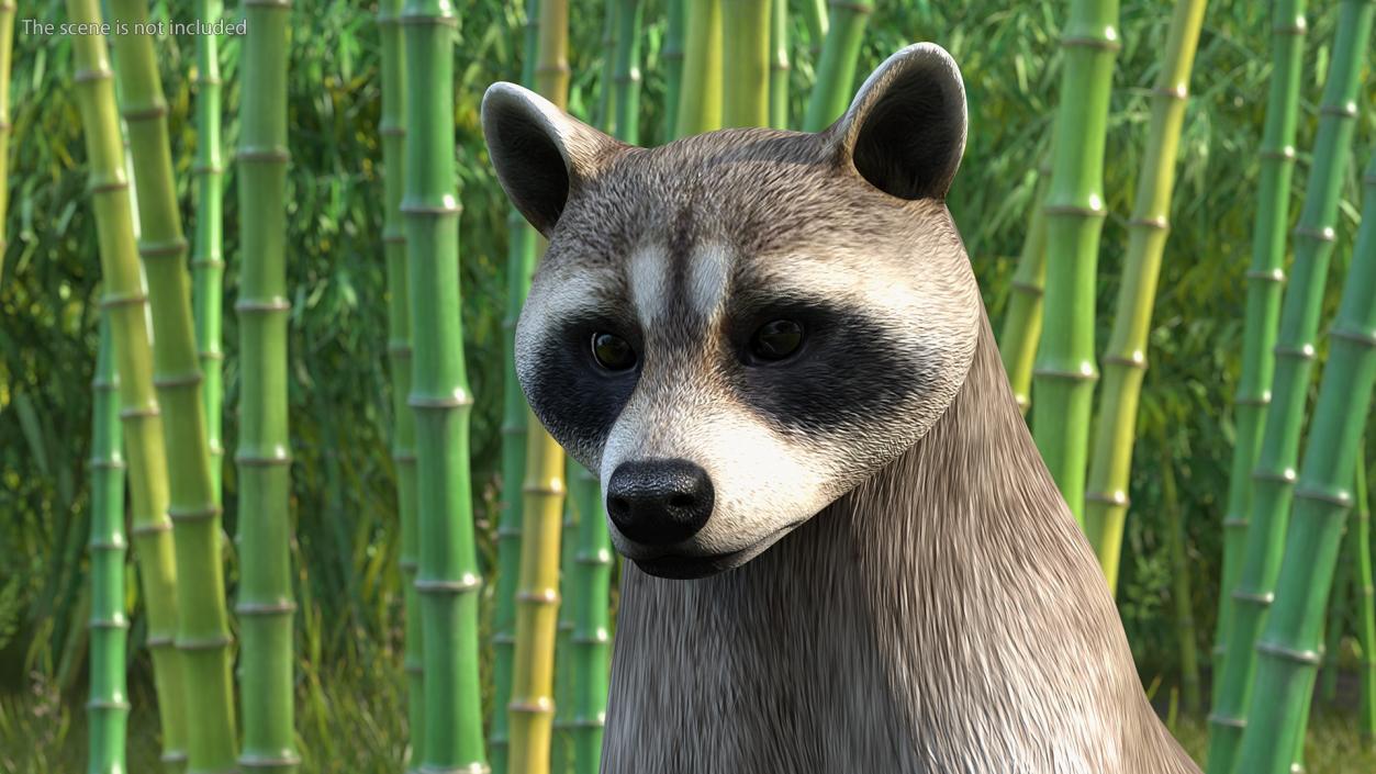 3D Raccoon Standing Pose