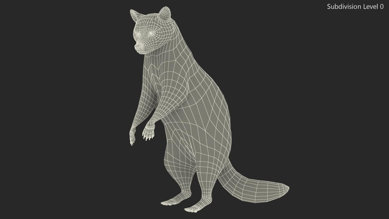 3D Raccoon Standing Pose