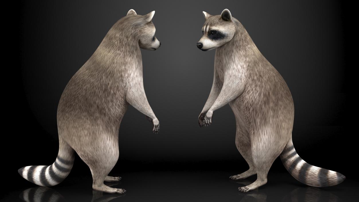 3D Raccoon Standing Pose