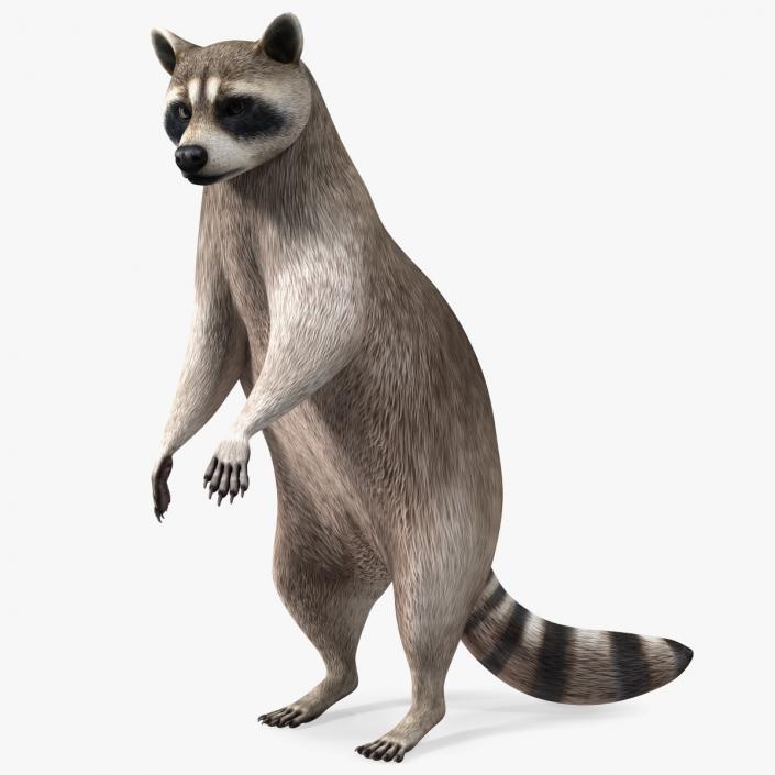 3D Raccoon Standing Pose