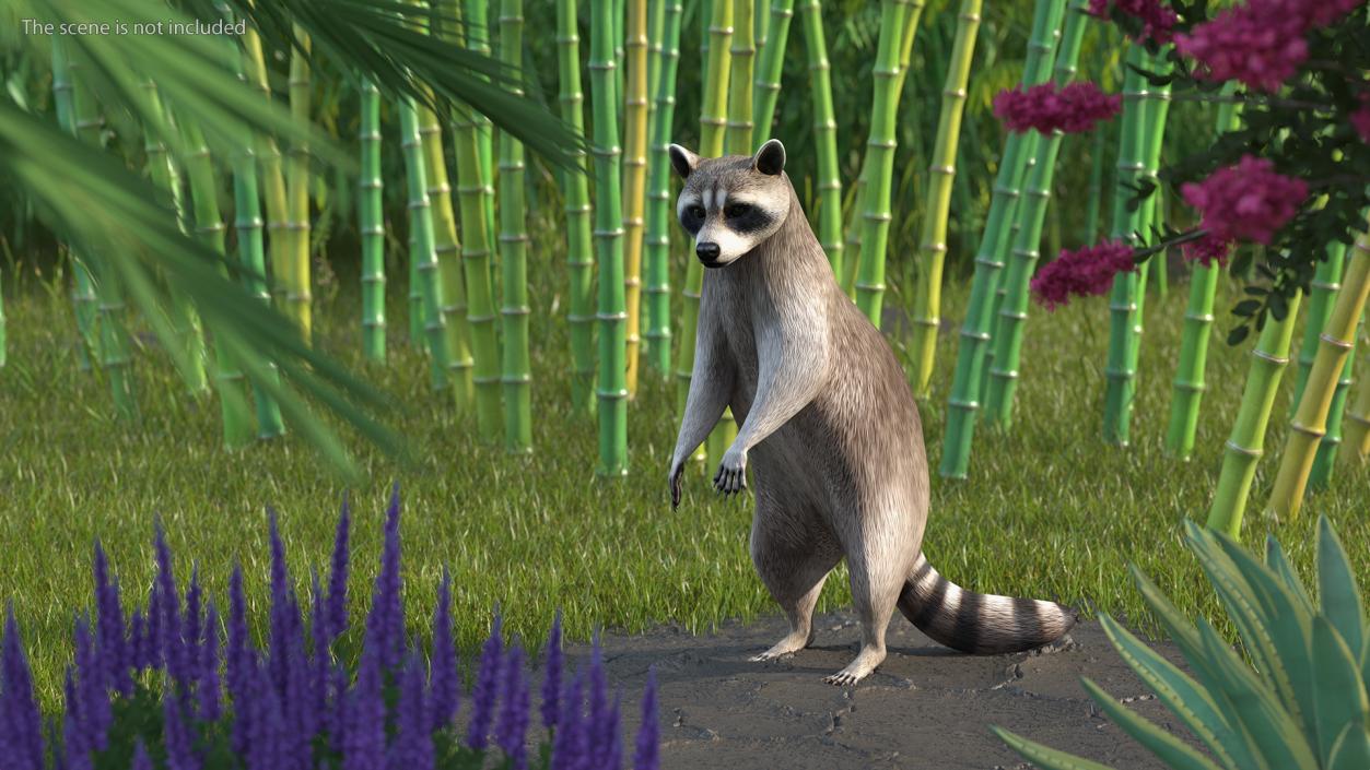 3D Raccoon Standing Pose