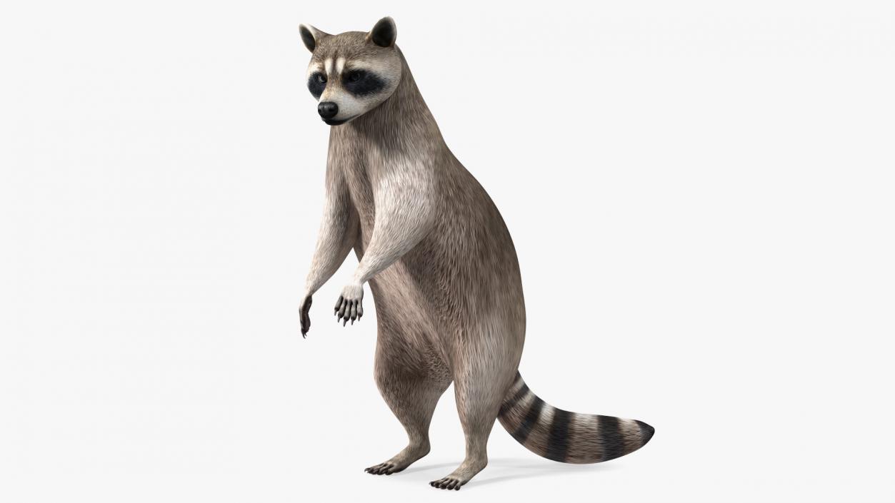 3D Raccoon Standing Pose