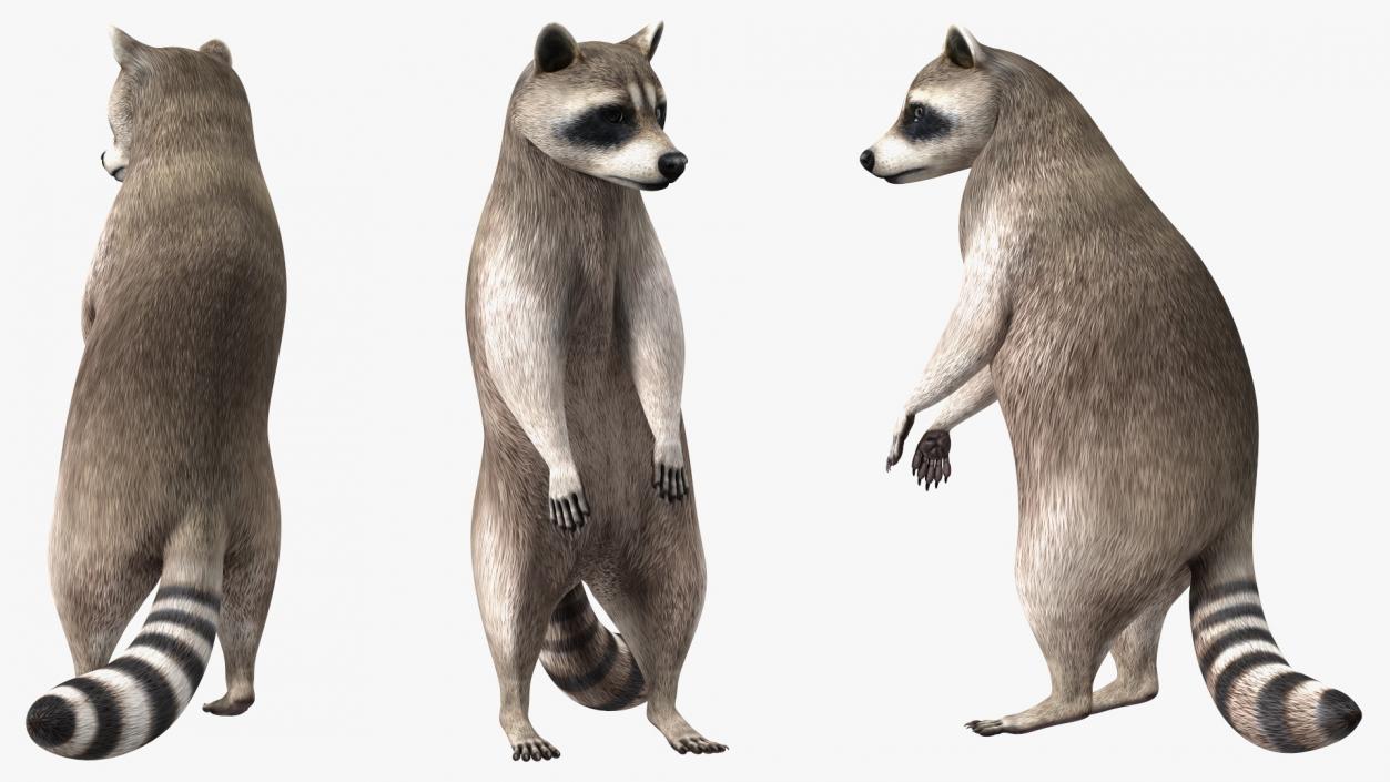 3D Raccoon Standing Pose