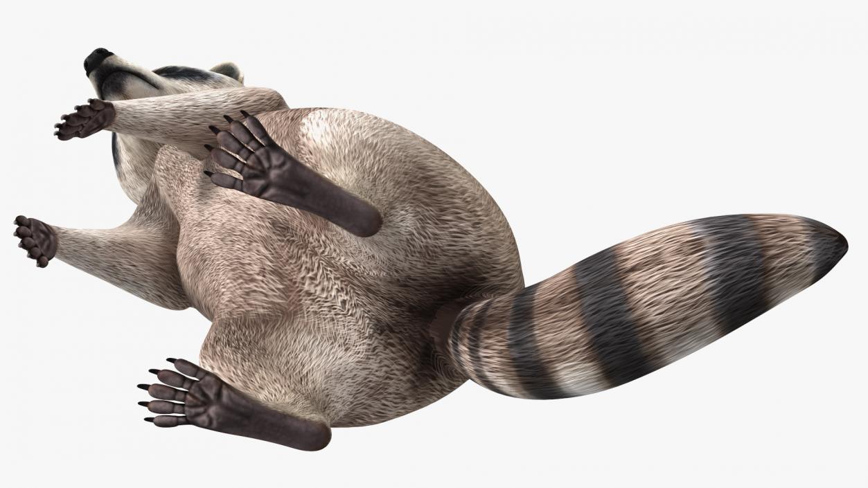 3D Raccoon Standing Pose