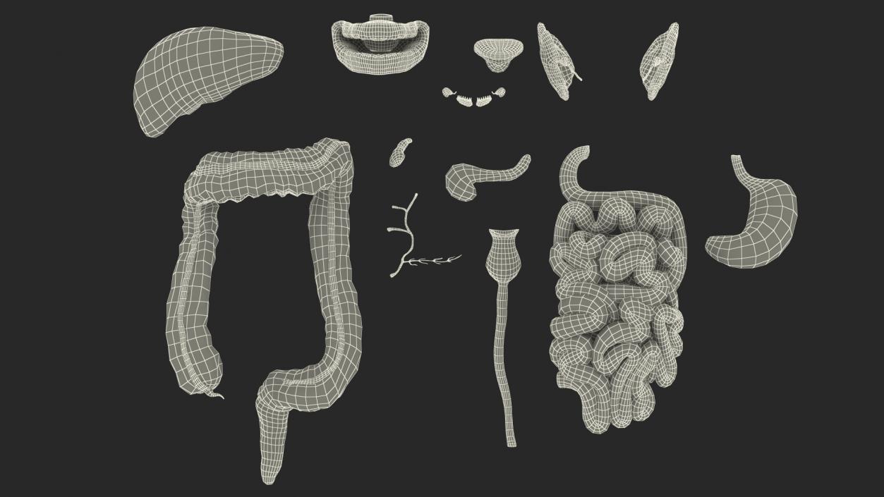 3D model Boy Digestive System