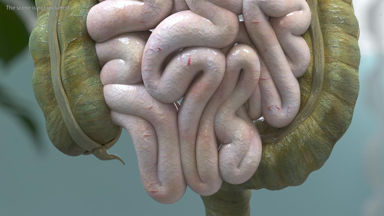 3D model Boy Digestive System