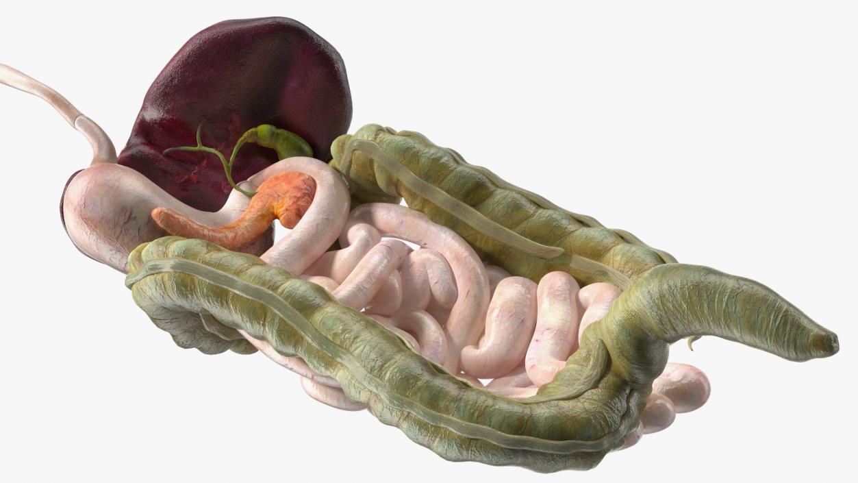 3D model Boy Digestive System