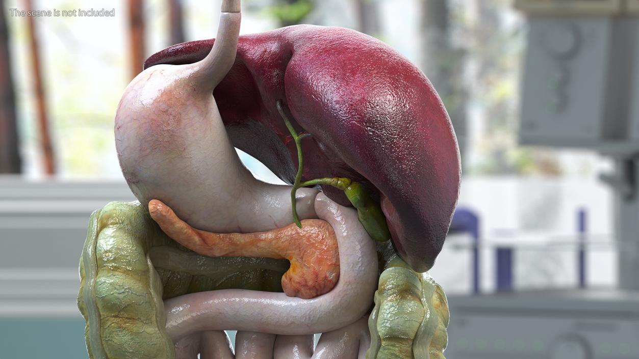 3D model Boy Digestive System