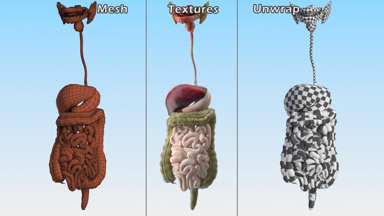 3D model Boy Digestive System