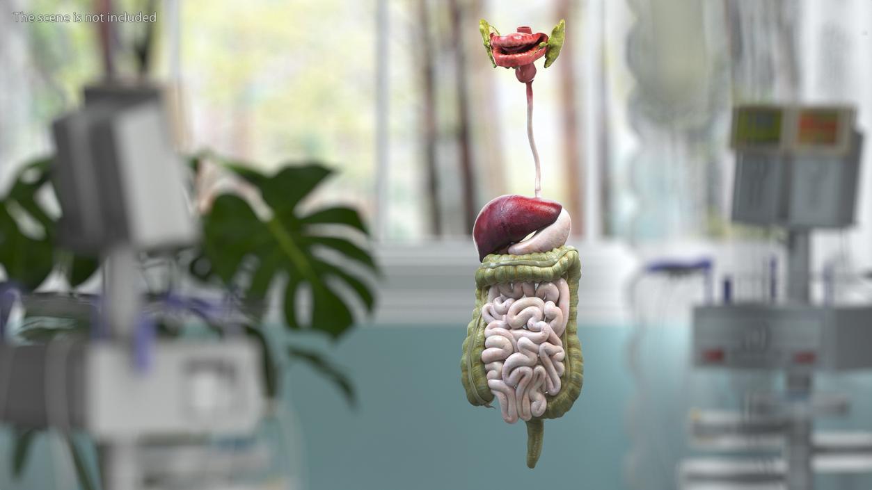 3D model Boy Digestive System