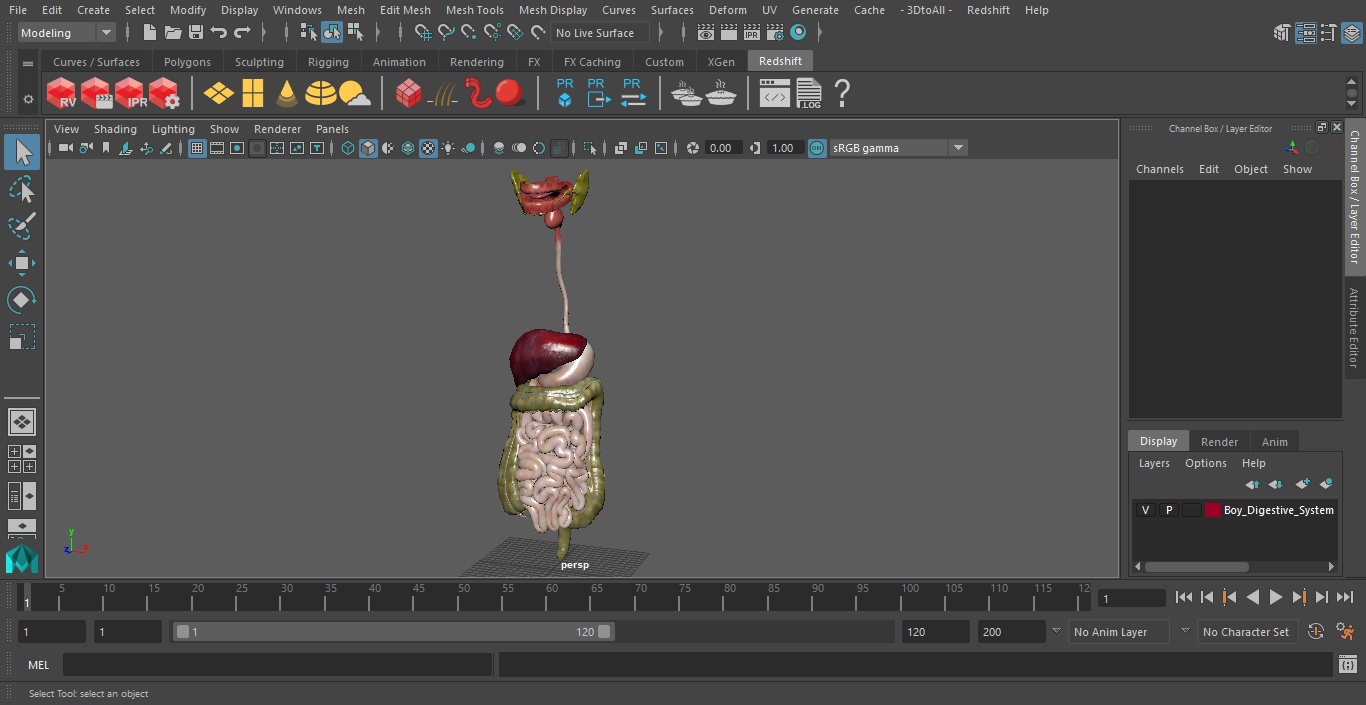 3D model Boy Digestive System