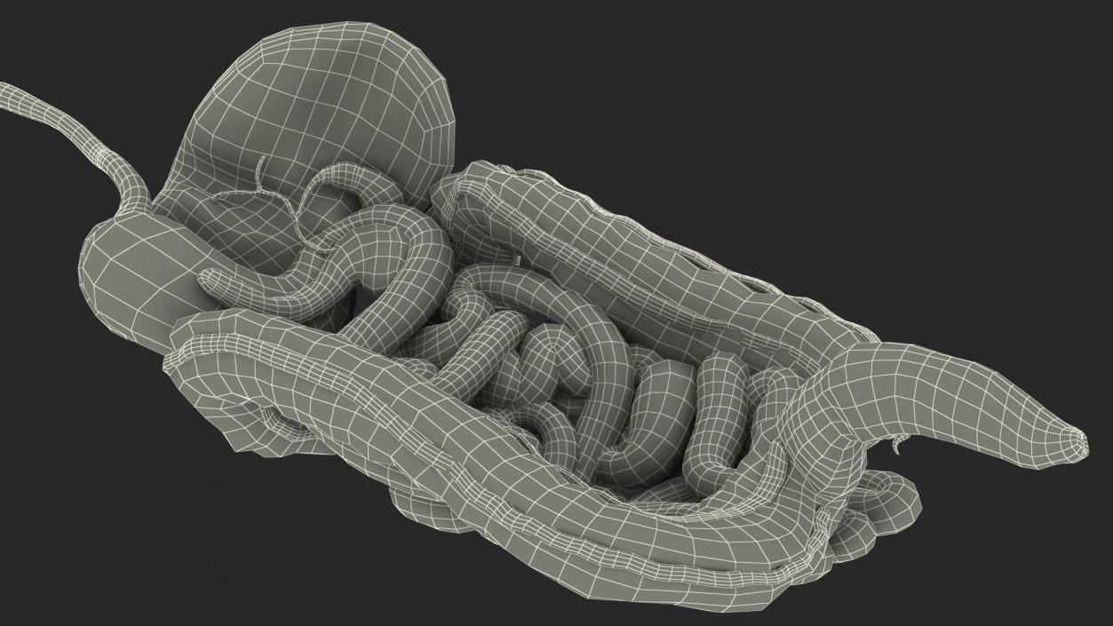 3D model Boy Digestive System