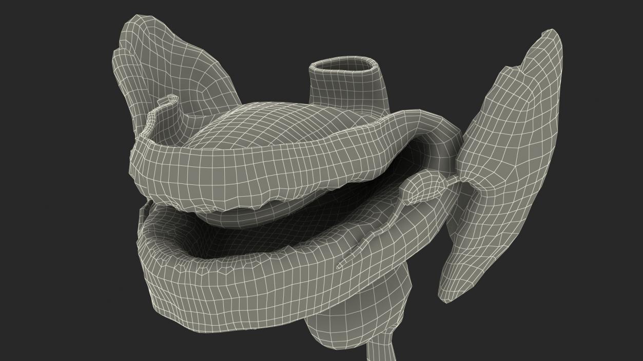 3D model Boy Digestive System