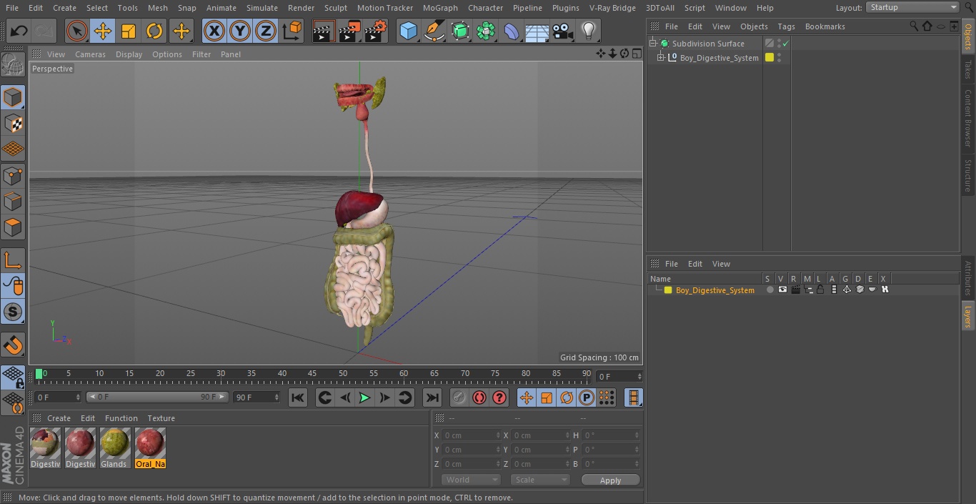 3D model Boy Digestive System