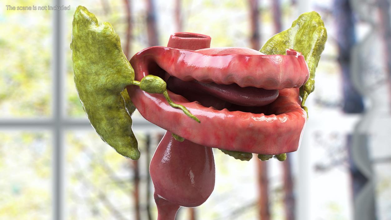 3D model Boy Digestive System