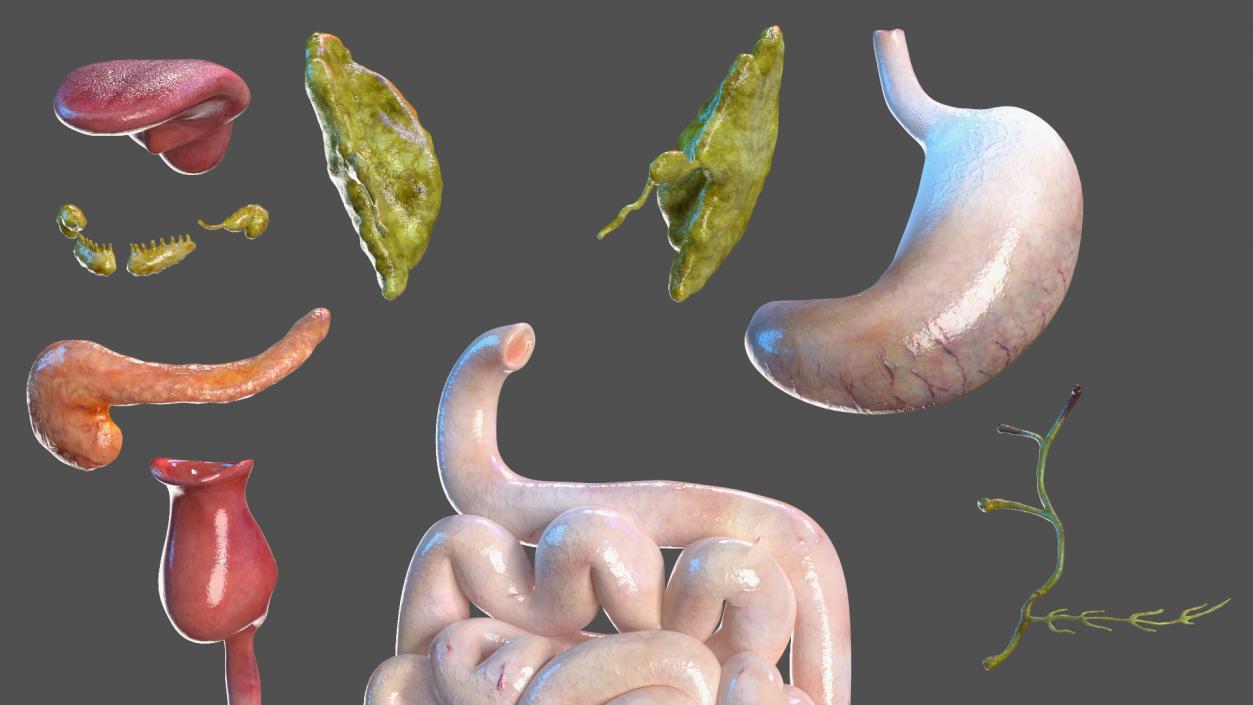 3D model Boy Digestive System