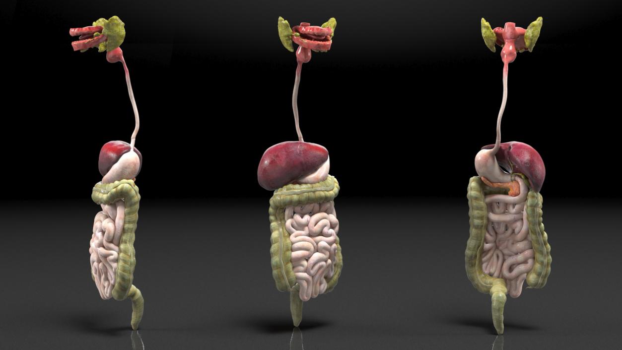 3D model Boy Digestive System