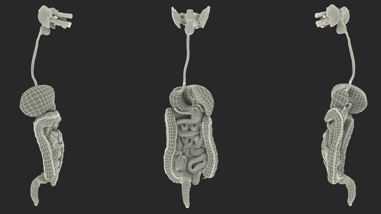 3D model Boy Digestive System