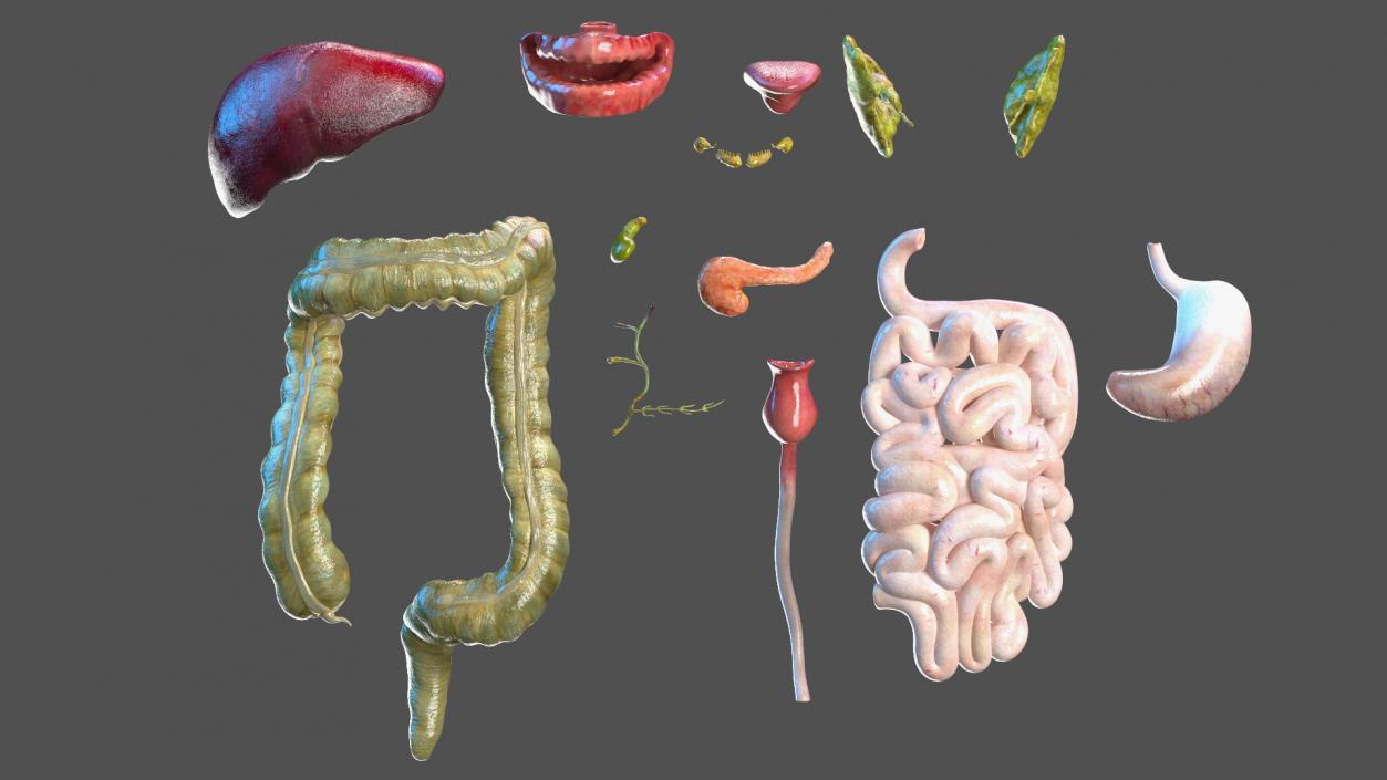 3D model Boy Digestive System