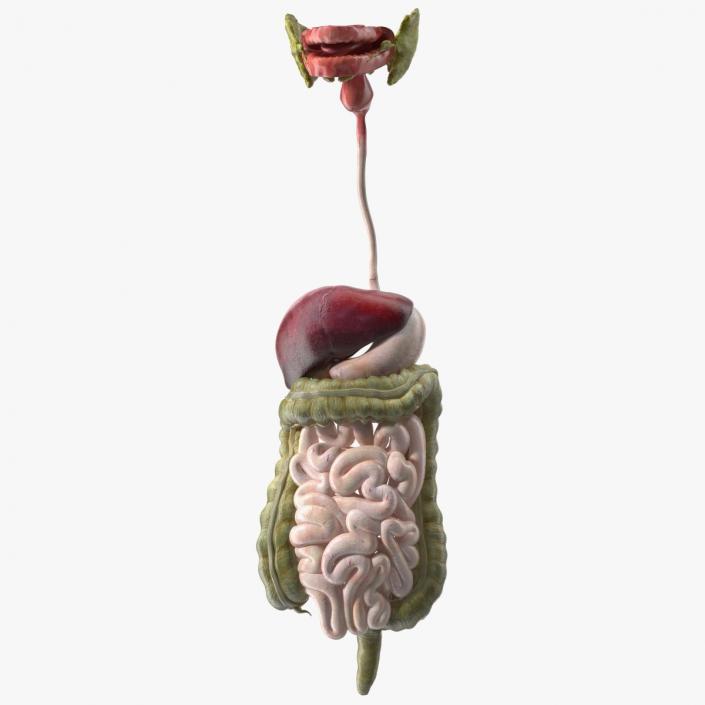 3D model Boy Digestive System