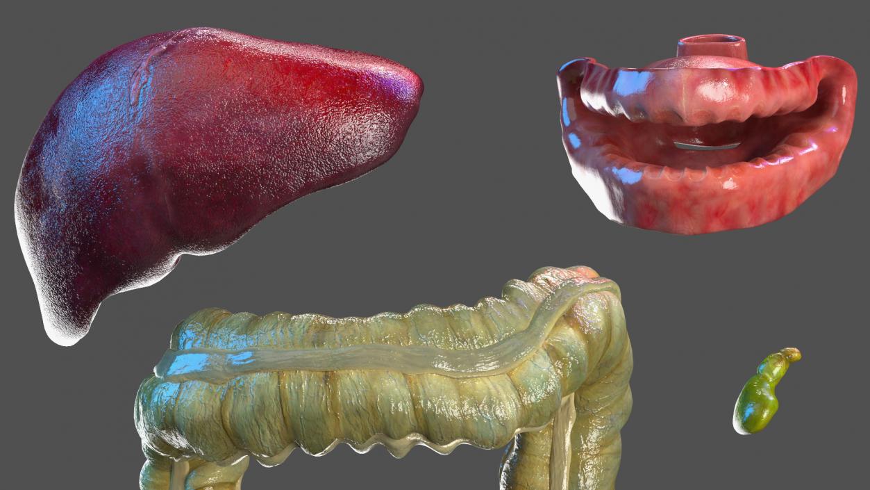 3D model Boy Digestive System