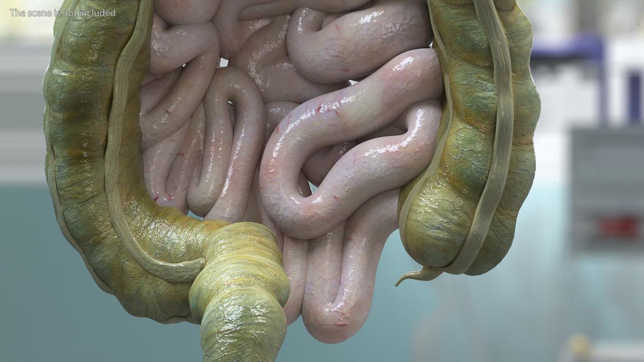 3D model Boy Digestive System