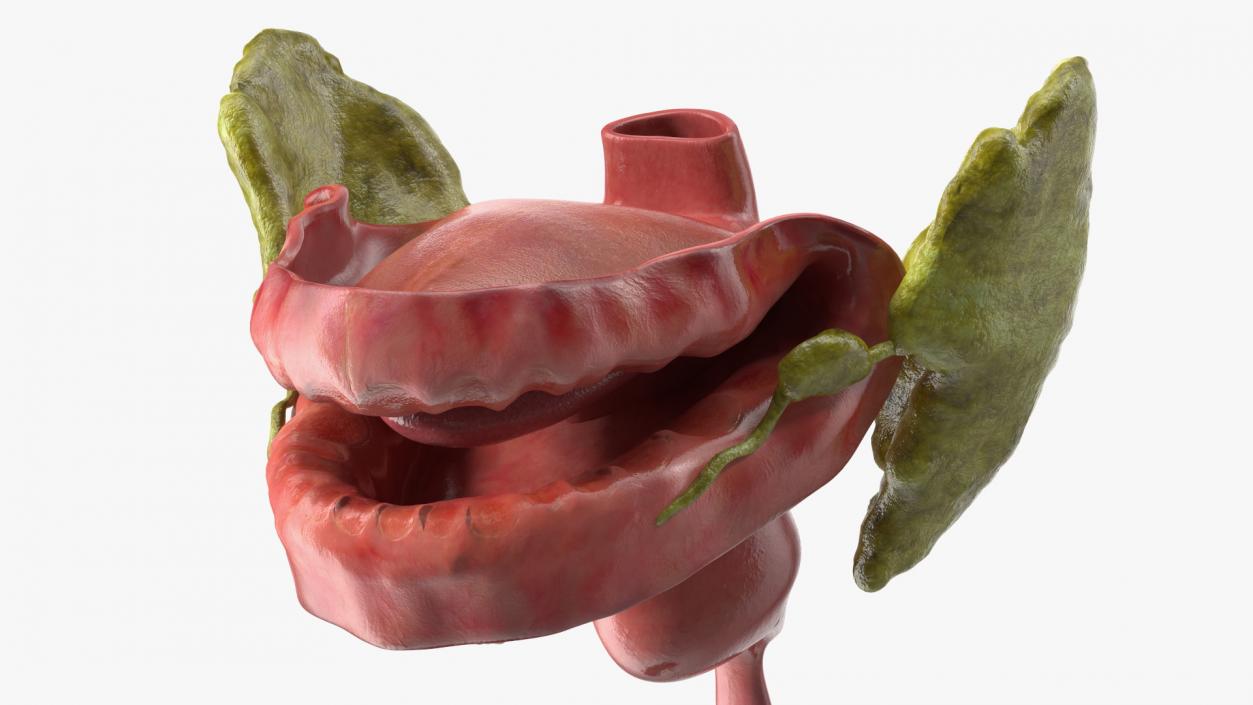 3D model Boy Digestive System