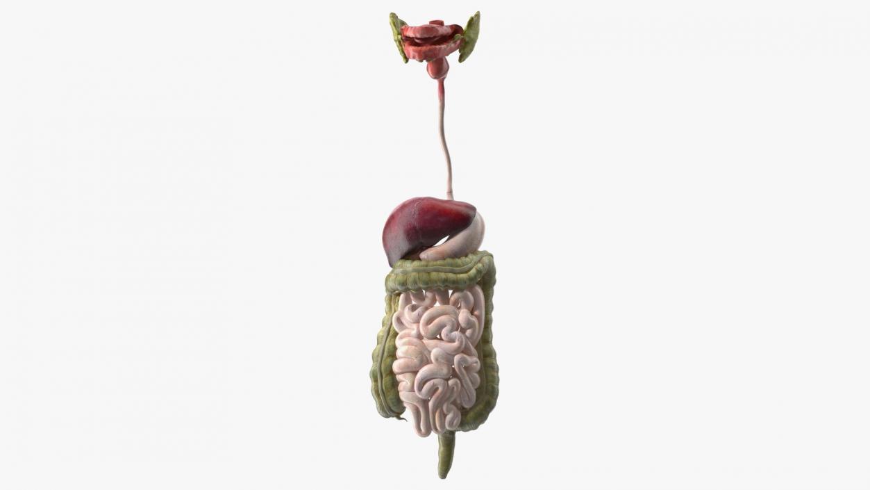 3D model Boy Digestive System