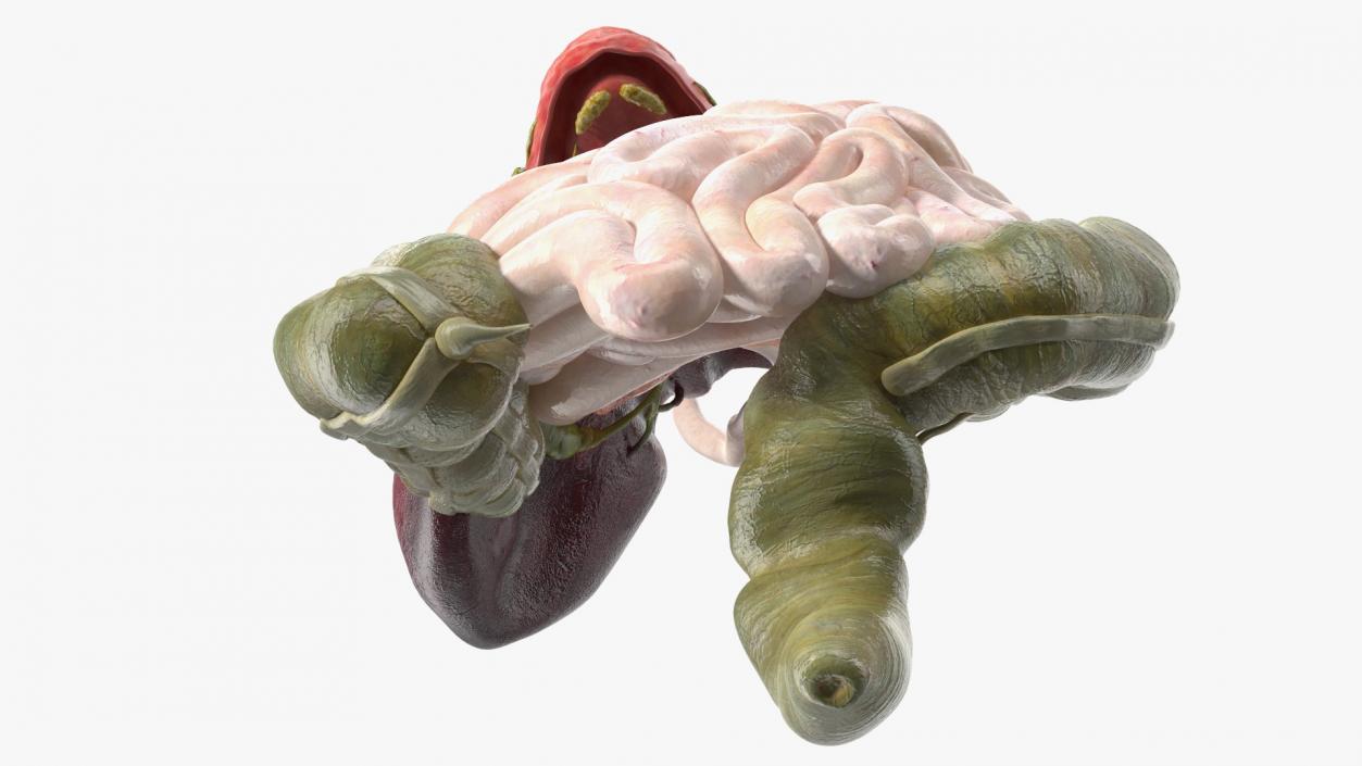 3D model Boy Digestive System