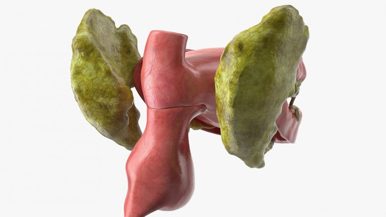 3D model Boy Digestive System