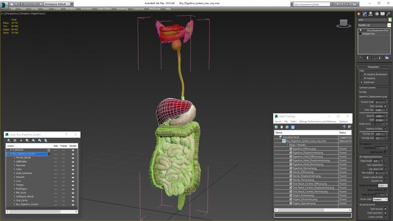 3D model Boy Digestive System