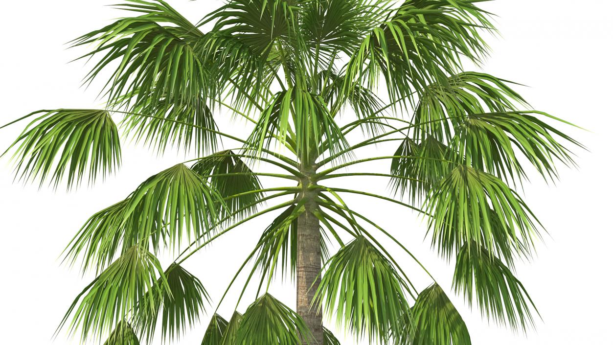 Mexican Palm Tree 3D