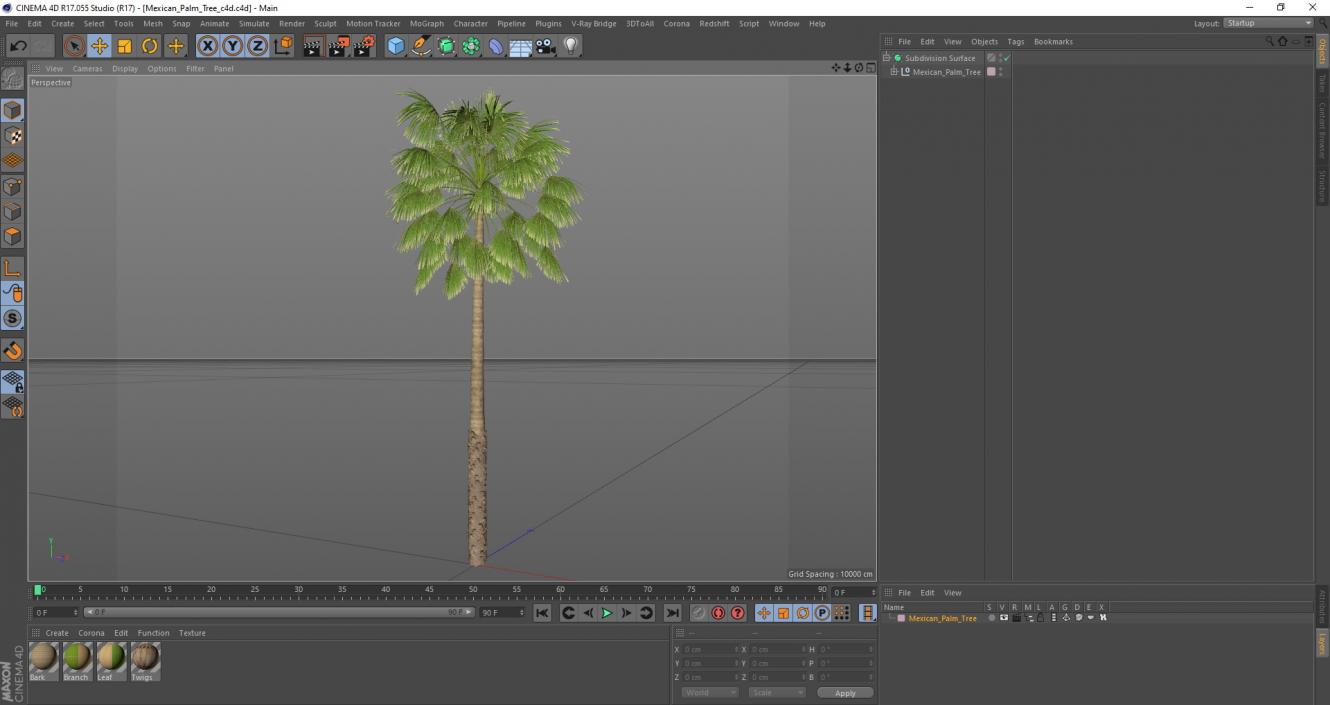 Mexican Palm Tree 3D