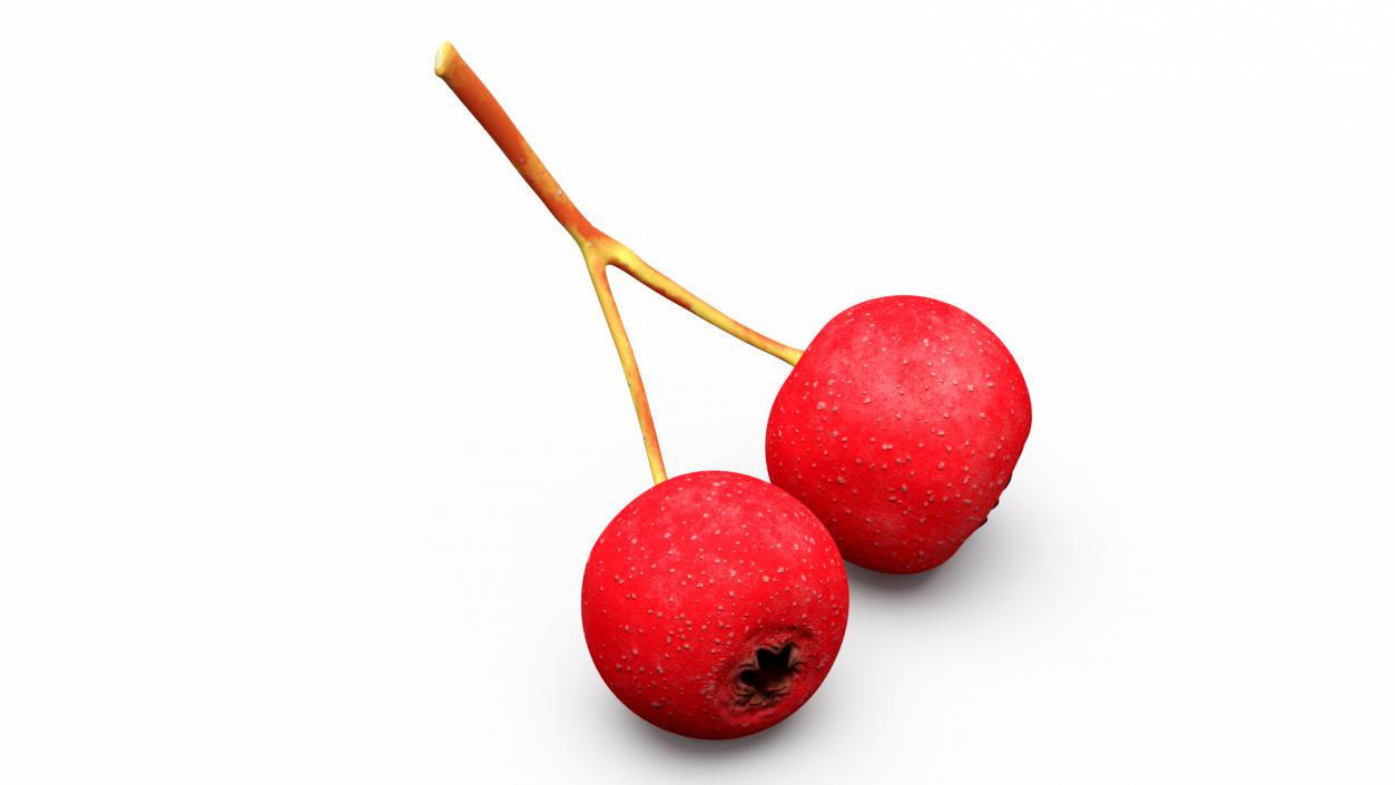 3D model Two Hawthorn Berries