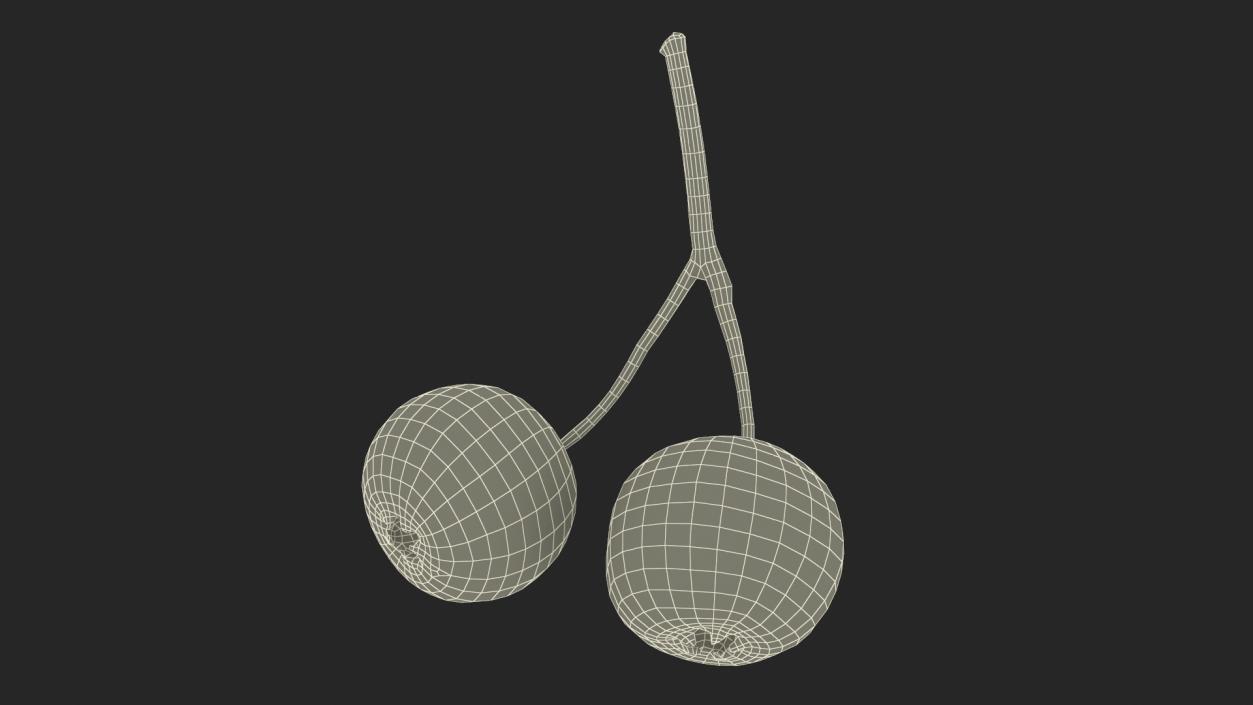 3D model Two Hawthorn Berries