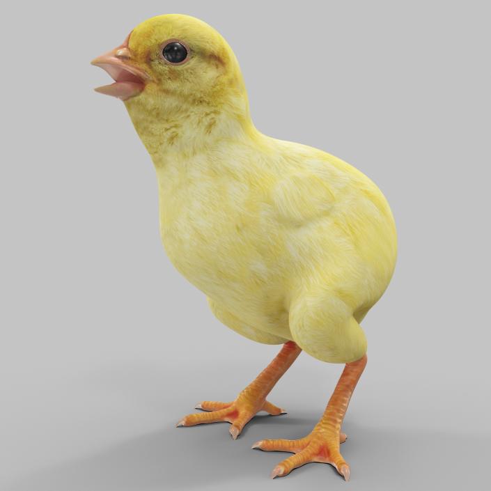 Chick 3D model