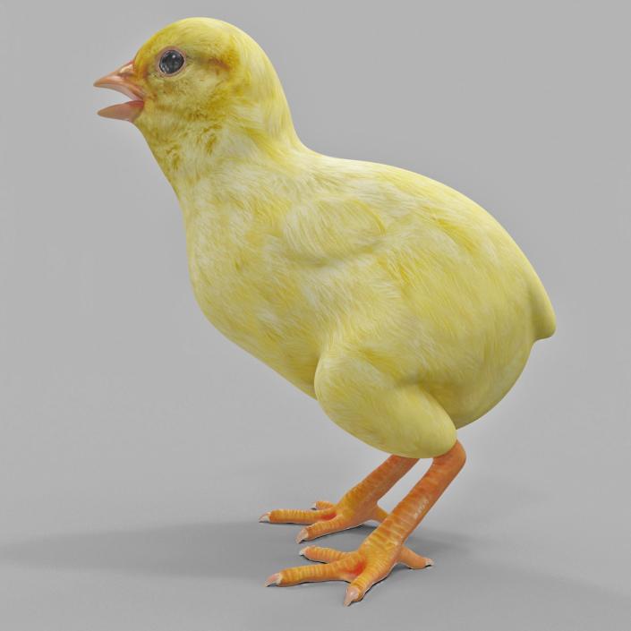 Chick 3D model