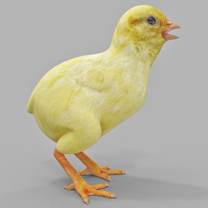 Chick 3D model