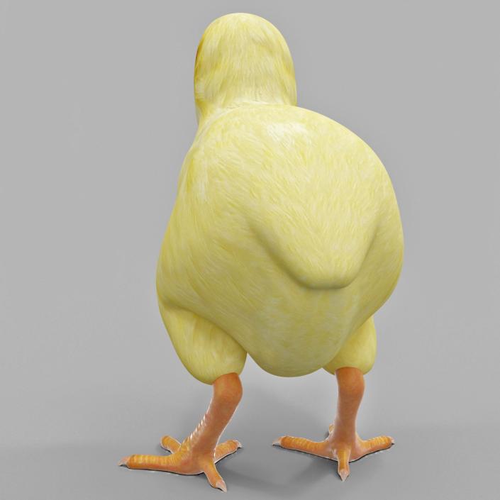 Chick 3D model