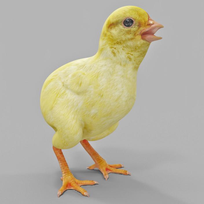 Chick 3D model