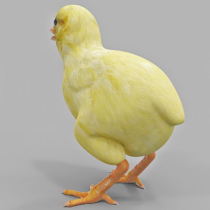 Chick 3D model