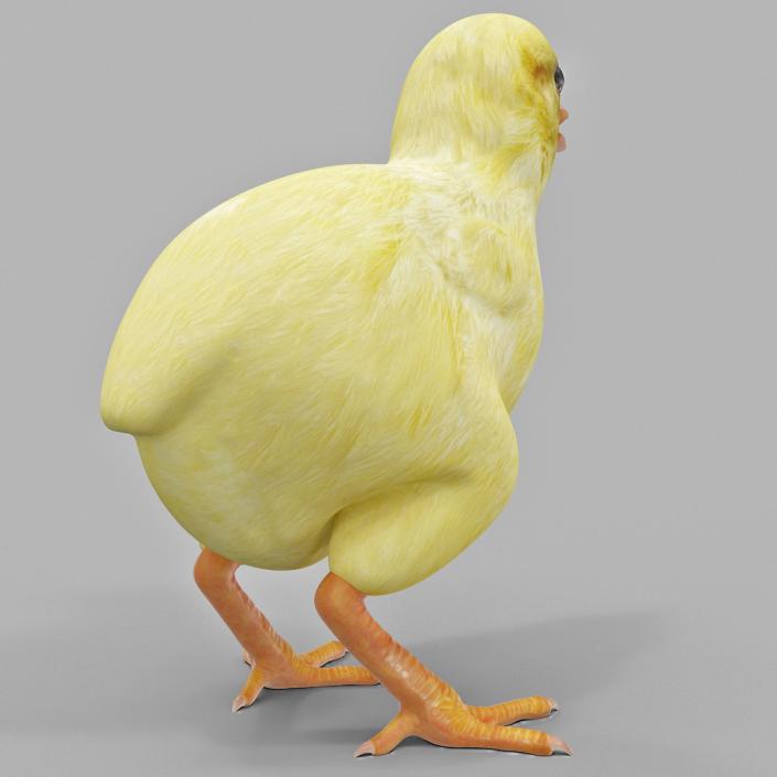 Chick 3D model