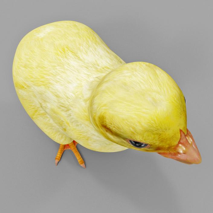 Chick 3D model