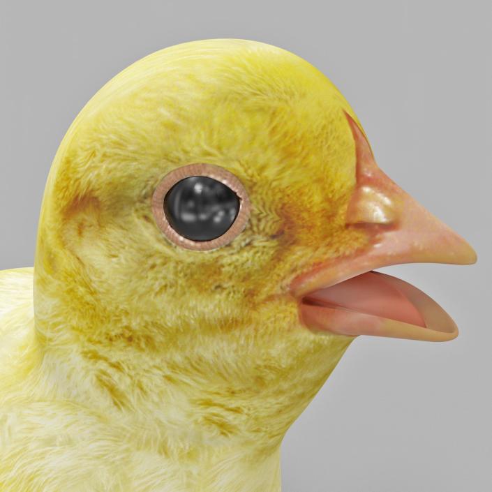 Chick 3D model