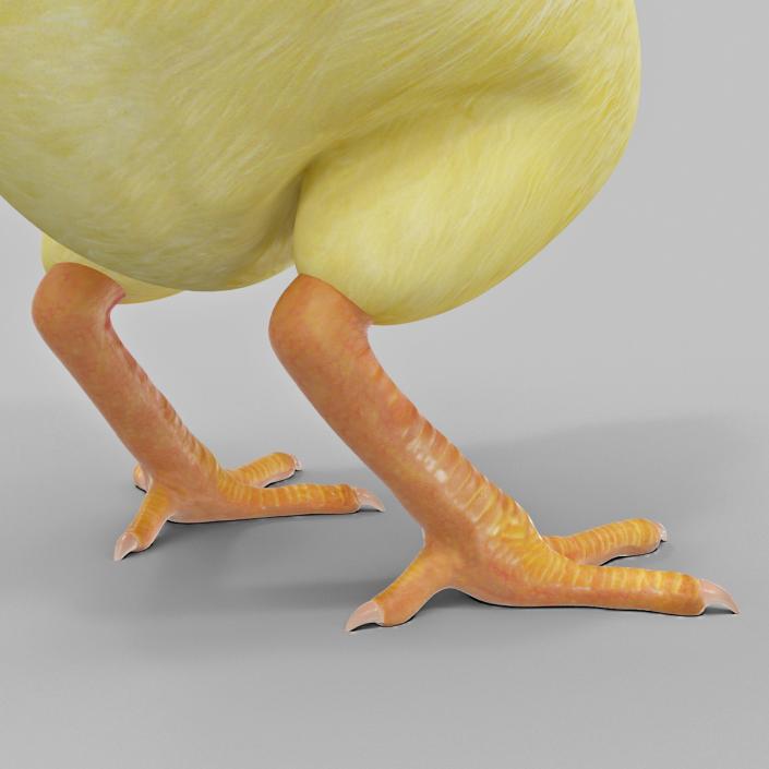 Chick 3D model